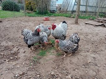 Zdrobnělá wyandotka