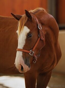 Nadějný skokový valach Axelot M&H Z (2023) – Zangersheide