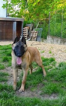 Belgický ovčák malinois
