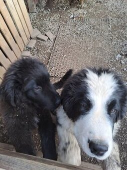 Landseer