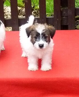 Jack russel terier s PP.