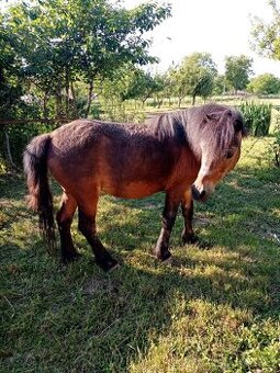 Poník - pony - spoločník
