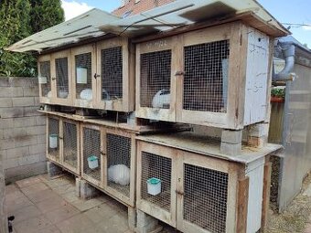 Kalifornský králík - čistokrevné samice i samci