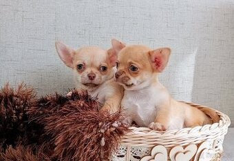 Čivava MINI ❤️❤️