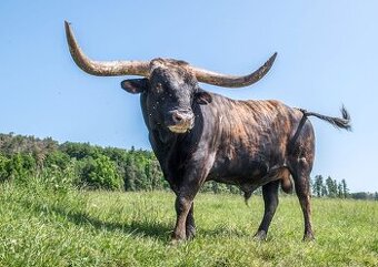 Plemenný býk Texas Longhorn 🐂
