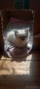 Ragdoll koťata