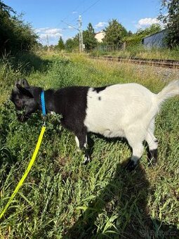 Holandská zakrslá koza