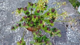 Oxalis Criss cross,