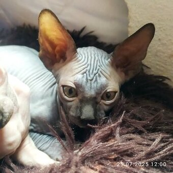 Kanadský sphynx