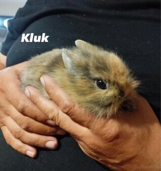 Zakrslý králík