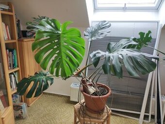 pokojová rostlina Monstera