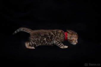 Bengálská kočička s PP