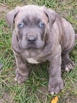 Cane Corso bez PP