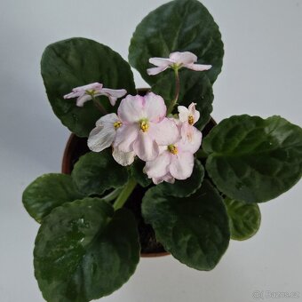 Fialka bílorůžová, zakořeněný list