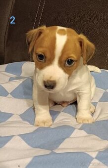 Jack Russell teriér