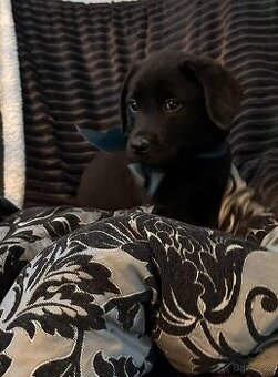 šteniatka labrador a černe FENKY - IHNED (platné do smazani)