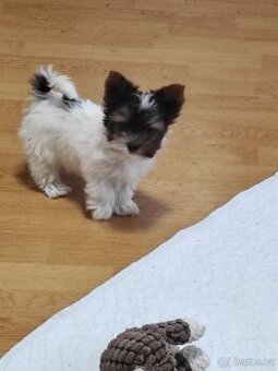 Jorkšírský terier