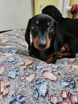 Štěně jezevčíka hladkosrstého