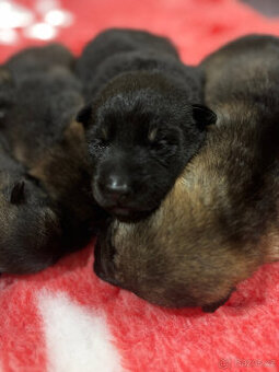 Německý ovčák - štěňata s PP