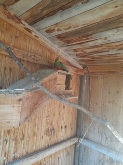 Papoušek Královský