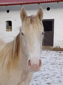 Klisna 2l Quarter horse