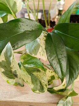 Epipremnum 2 druhy  Blue form a Pearls And jade