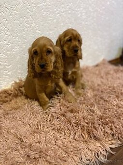 Anglický kokršpaněl