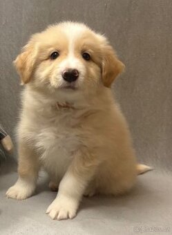 Border kolie s PP PEJSEK - 1