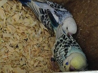 Andulka 30 denní z budky - 1