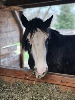 Valach po Qh ,prodej/pronajem