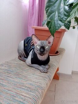 Kanadský sphynx