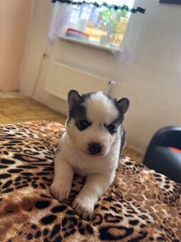 Prodám štěňátka  Husky sibiřský  čistokrevná