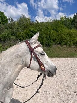Prodám hodného valacha QH - 1
