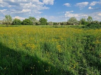 Seno - tráva zdarma