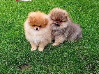Pomeranian s PP stenata