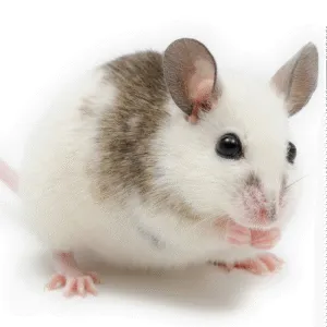 Mastomyši
