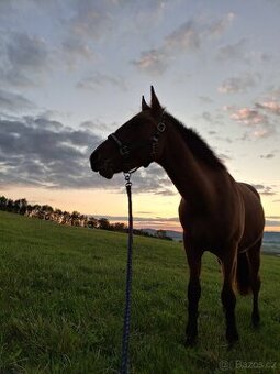 Qh valach dvoulety s pp