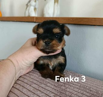 Jorkšírský teriér s PP