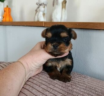 Jorkšírský teriér s PP