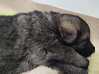 Čistokrevná štěňátka německý ovčák bez PP