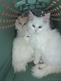 Mainská mývalí koťátka bez PP