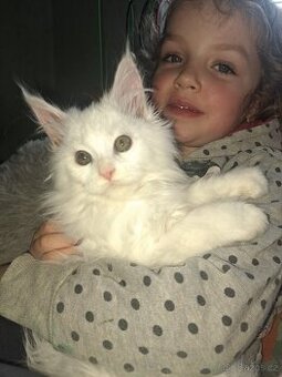 Mainská mývalí koťátka bez PP