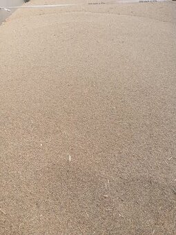 Proso žluté i zelené