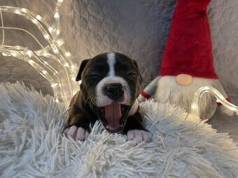 Stafordširský bullterier - štěňata s PP