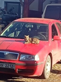 Škoda Octavia 4x4 1,9Tdi 74 Kw - 1