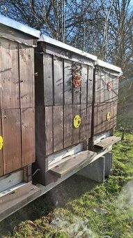 Vyzimované oddělky a včelstva