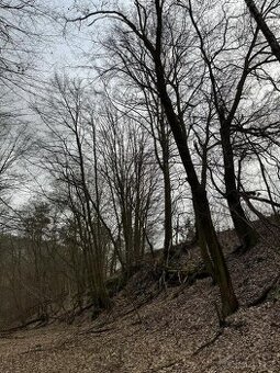 Prodám lesní pozemek v k.ú. Luka