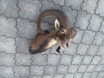 Muflon
