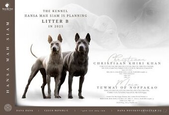 Thajský ridgeback modré barvy s PP - Thai ridgeback dog