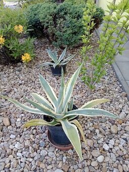 Kaktus/aloe - 1